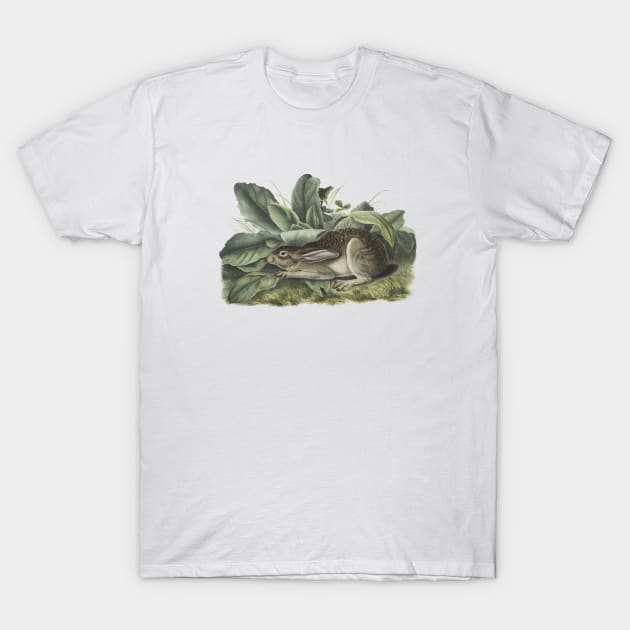 Wild Rabbit Illustration T-Shirt by Biophilia